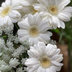 Meet your Posher, Ann